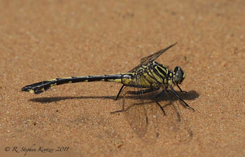 Gomphurus dilatatus, female